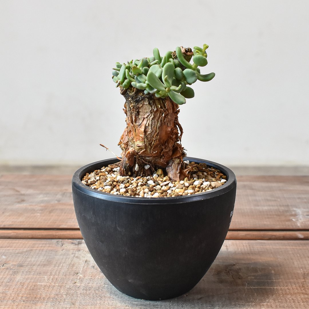 ケラリア ピグマエア 【発根済】H GM2402437(T) | RAFLUM