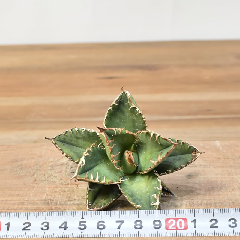 アガベ チタノタ 