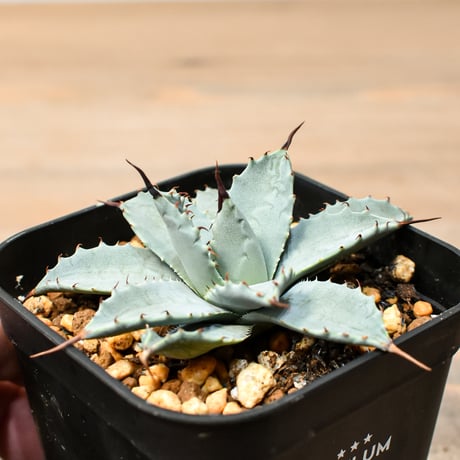 アガベ ハイブリット 日系イシスメンシス×象牙妖炎（陽炎エボリ）【台湾botanical_seeker産】RF25011384