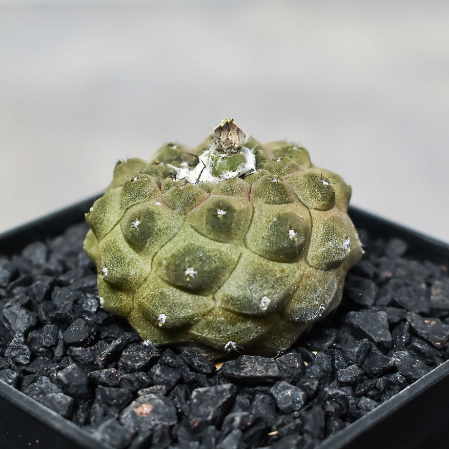 コピアポア ヒポガエア 