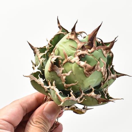 【5CLAW】アガベ チタノタ シーザー / 精品凱撒 【台湾 dragon agave産/中株/抜き苗】RFDG25010972
