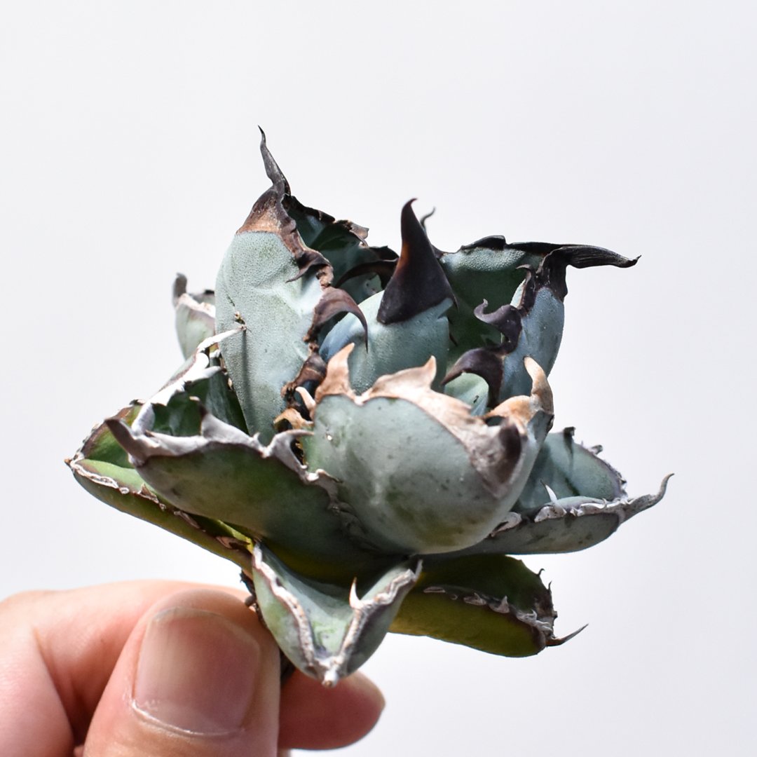 アガベ チタノタ ブラックアンドブルー 龍球會産 BB 大株 1️⃣ アガベ