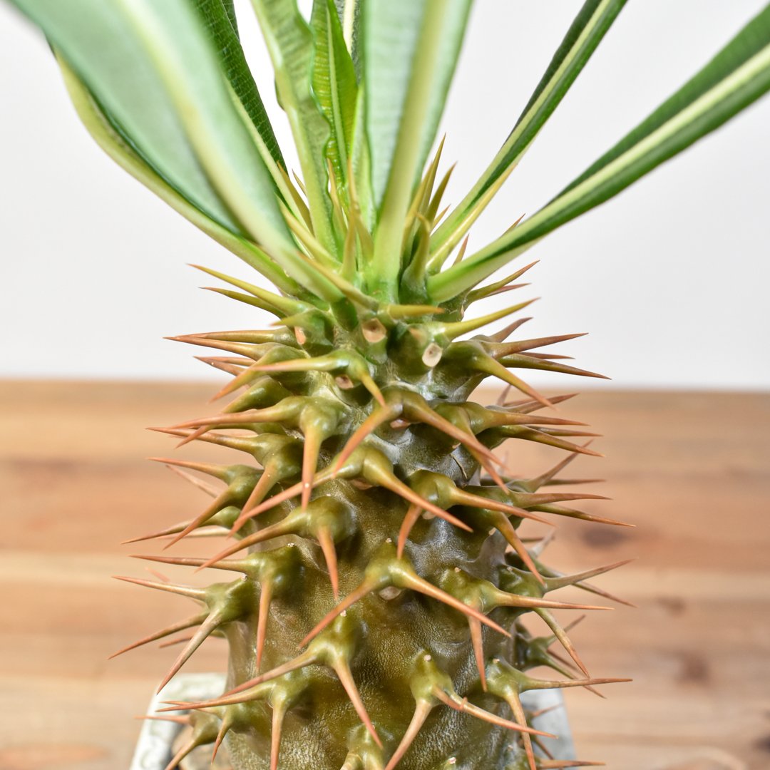 パキポディウム アンボンゲンセ【実生】RFHK25011165(T) | RAFLUM / ラ