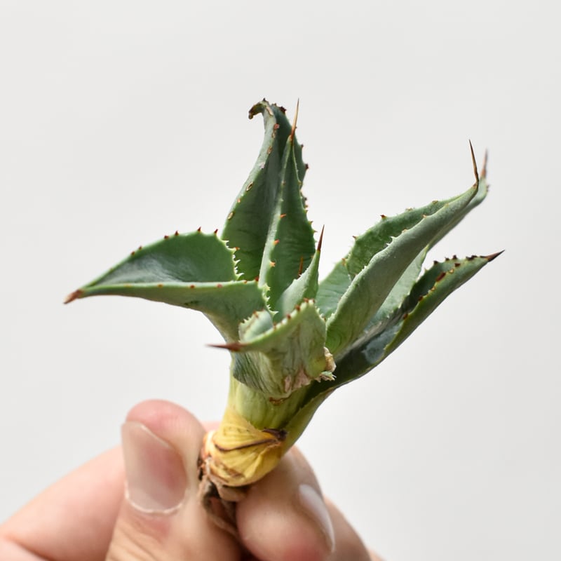 アガベ ハイブリット 