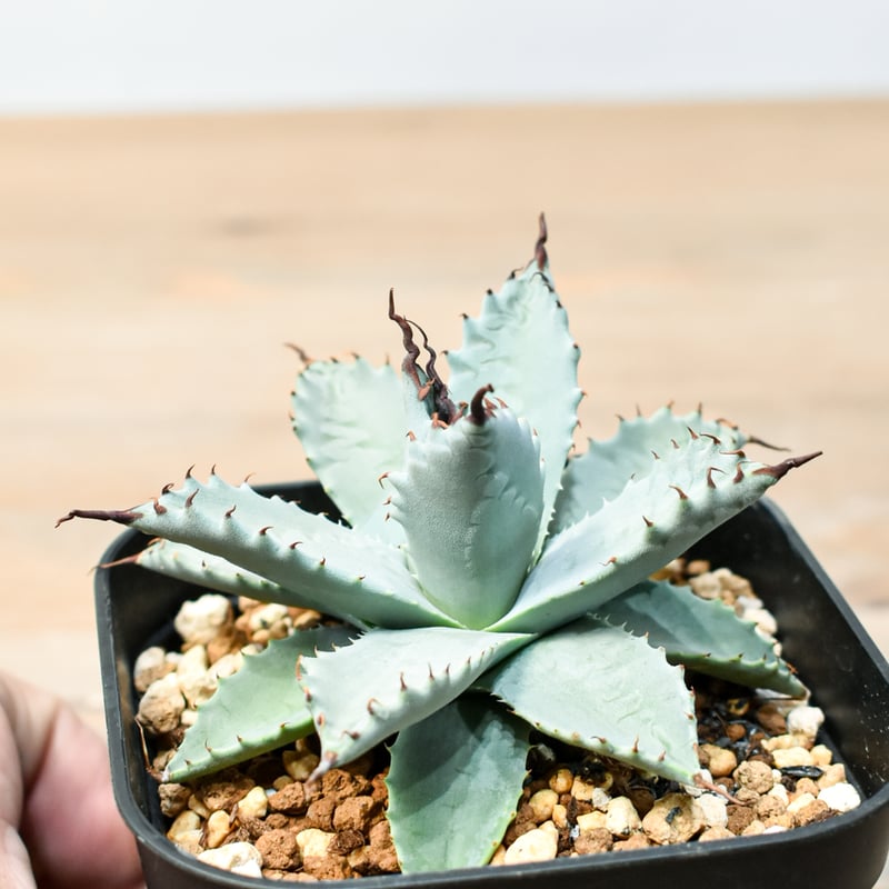 アガベ ハイブリット 雲虎甲蟹×象牙妖炎(モコイシス×陽炎エボリ