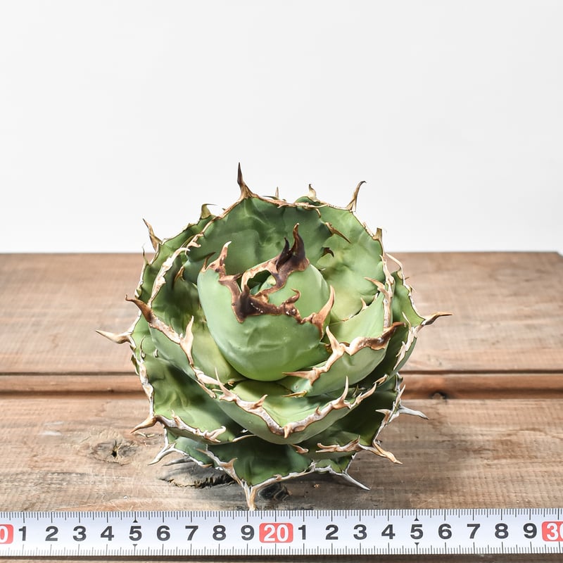 アガベ チタノタ フクロウ 猫頭鷹 海豹 アガベ・チタノタ フクロウ/海豹（ボールタイプ:大）-003｜agave
