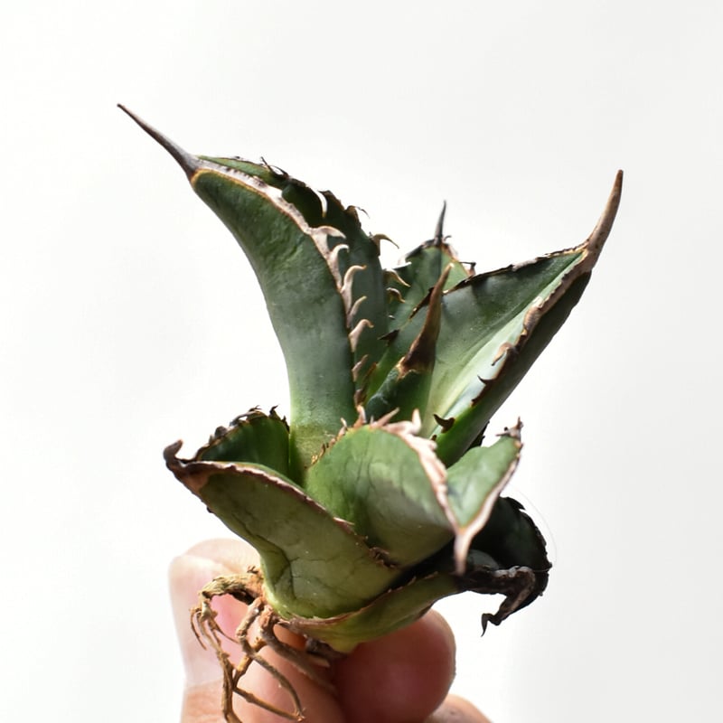 アガベ オテロイ 