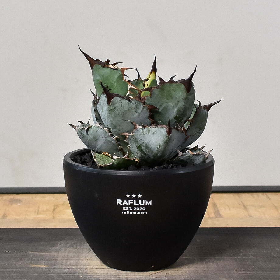 Agave titanota Rose  イラン産 Agave titanota Rose イラン産