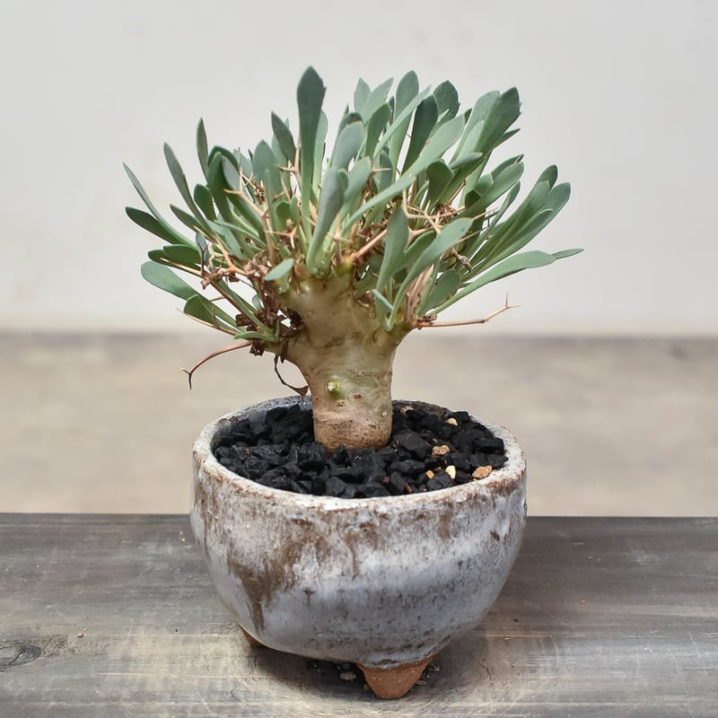 オトンナ ユーフォルビオイデス 