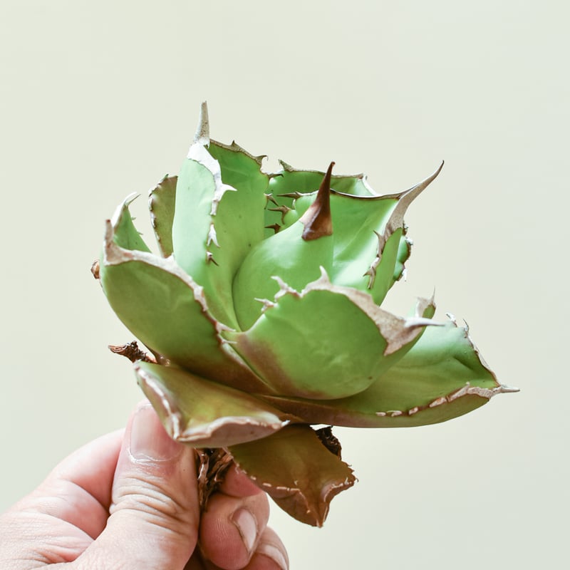 【親株】アガベ チタノタ チェリーボム アガベ チタノタ チェリーボム / 