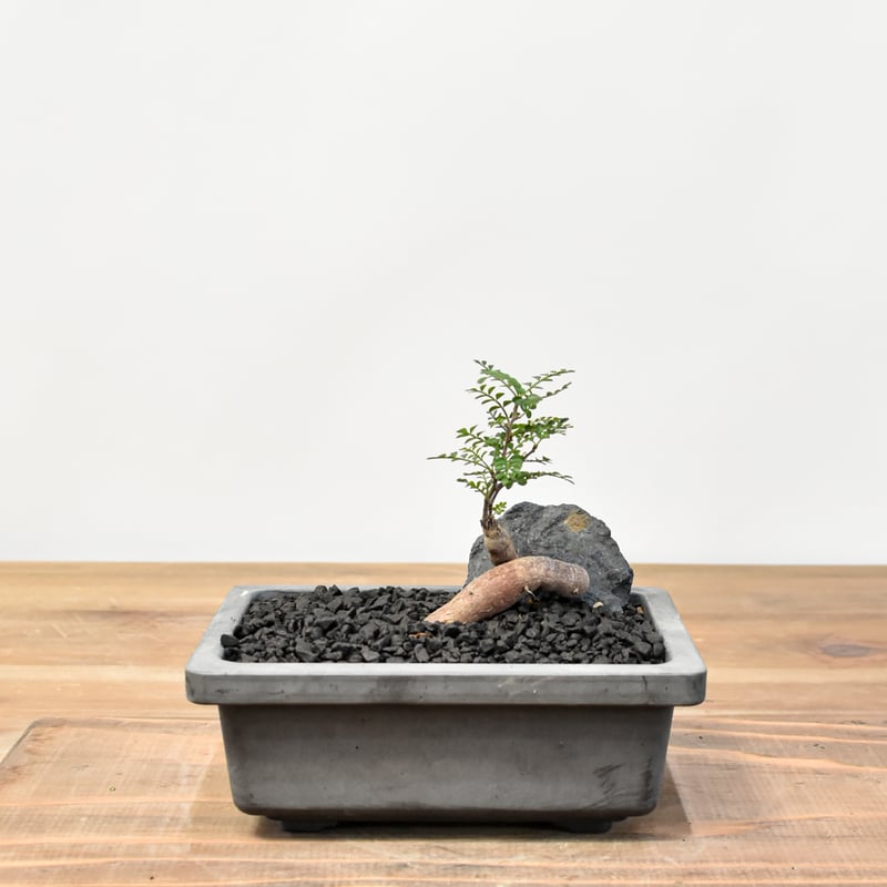 WACK” ON YOUR SIDE】オペルクリカリア パキプス WACK-B057 |