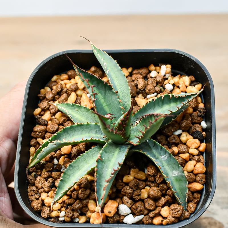 アガベ ハイブリット 