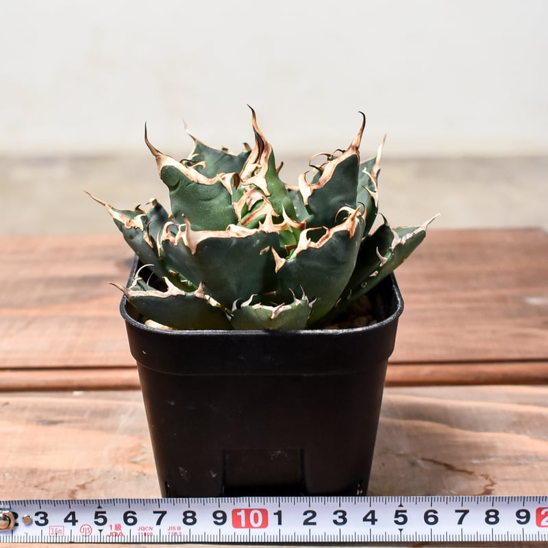 アガベ チタノタ 