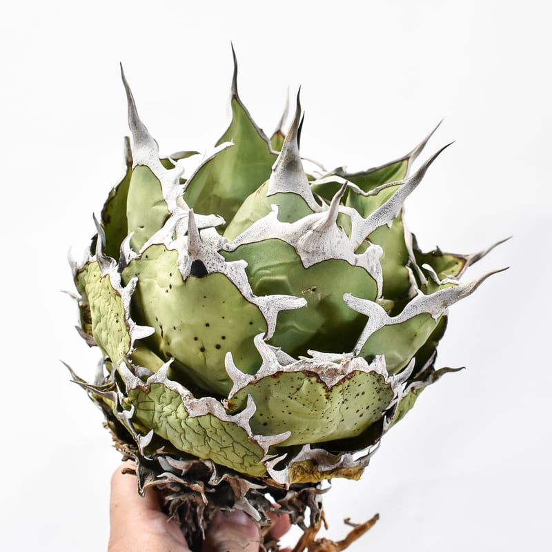 アガベ チタノタ lize産 ハデス 極上株 fit=scale-down,w=1200