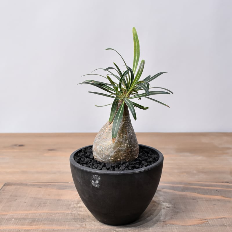 パキポディウム グラキリス RFHK25011536 | RAFLUM / ラフラム