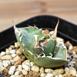 4月6日(日)20:00~】裏刺ブツブツ系の最高峰！台湾Dennis産のDennis018を