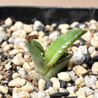 RAFLUMコレクション】アガベ チタノタ 