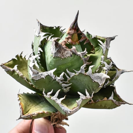 アガベ　Berlin産　皇冠　直子　① 2025年最新】皇冠 アガベの人気アイテム - メルカリ