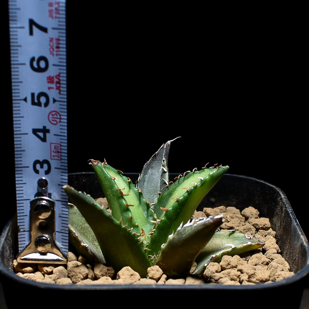 アガベ チタノタ 