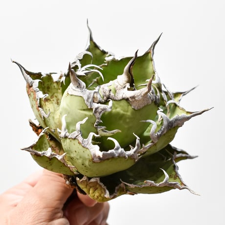 アガベ チタノタ 精品老シーザー / 精品老凱撒 【台湾 dragon agave産/中株/抜き苗】G RF25011499