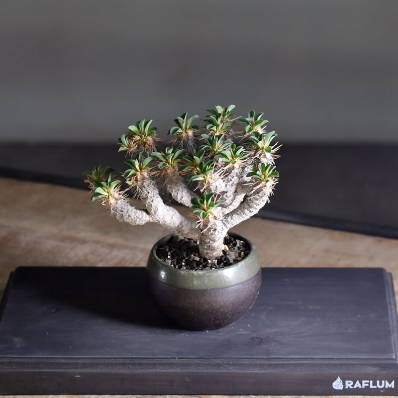 ユーフォルビア・ギラウミニアナ (現地球) RF22321 | RAFLUM / ラフラム