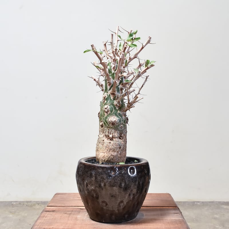 フォークイエリア コルムナリス 