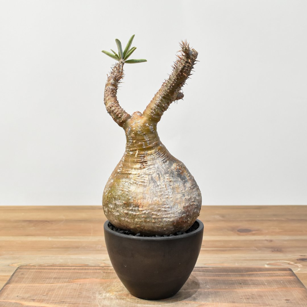 パキポディウム グラキリス 【発根済み】RFKN25010872 | RAFLUM / ラフ