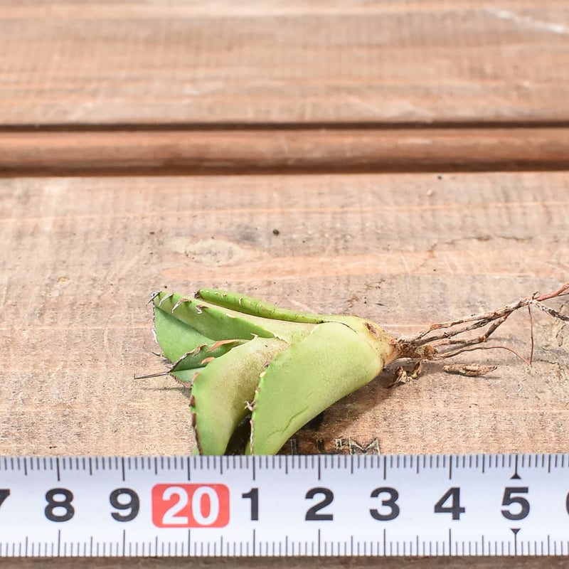 アガベ チタノタ 