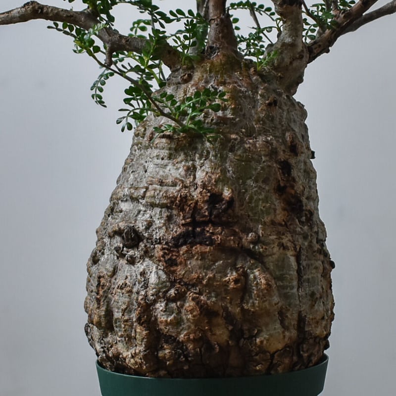 オペルクリカリア パキプス（発根済み）RF22782 | RAFLUM / ラフラム