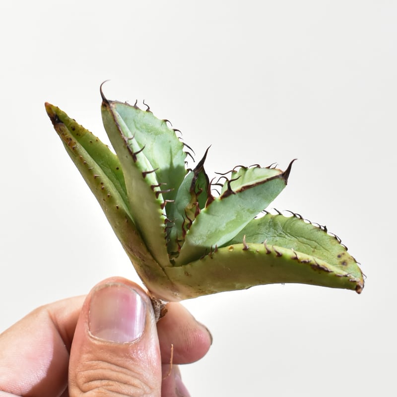 アガベ チタノタ 歐若拉 / 