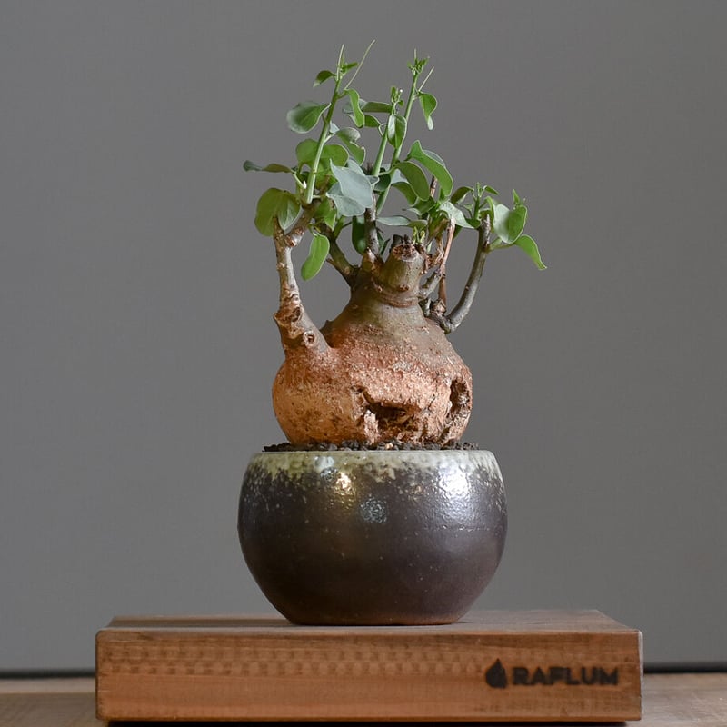 アデニアスピノーサ【人気急上昇！！希少なこんもり株を厳選しての販売