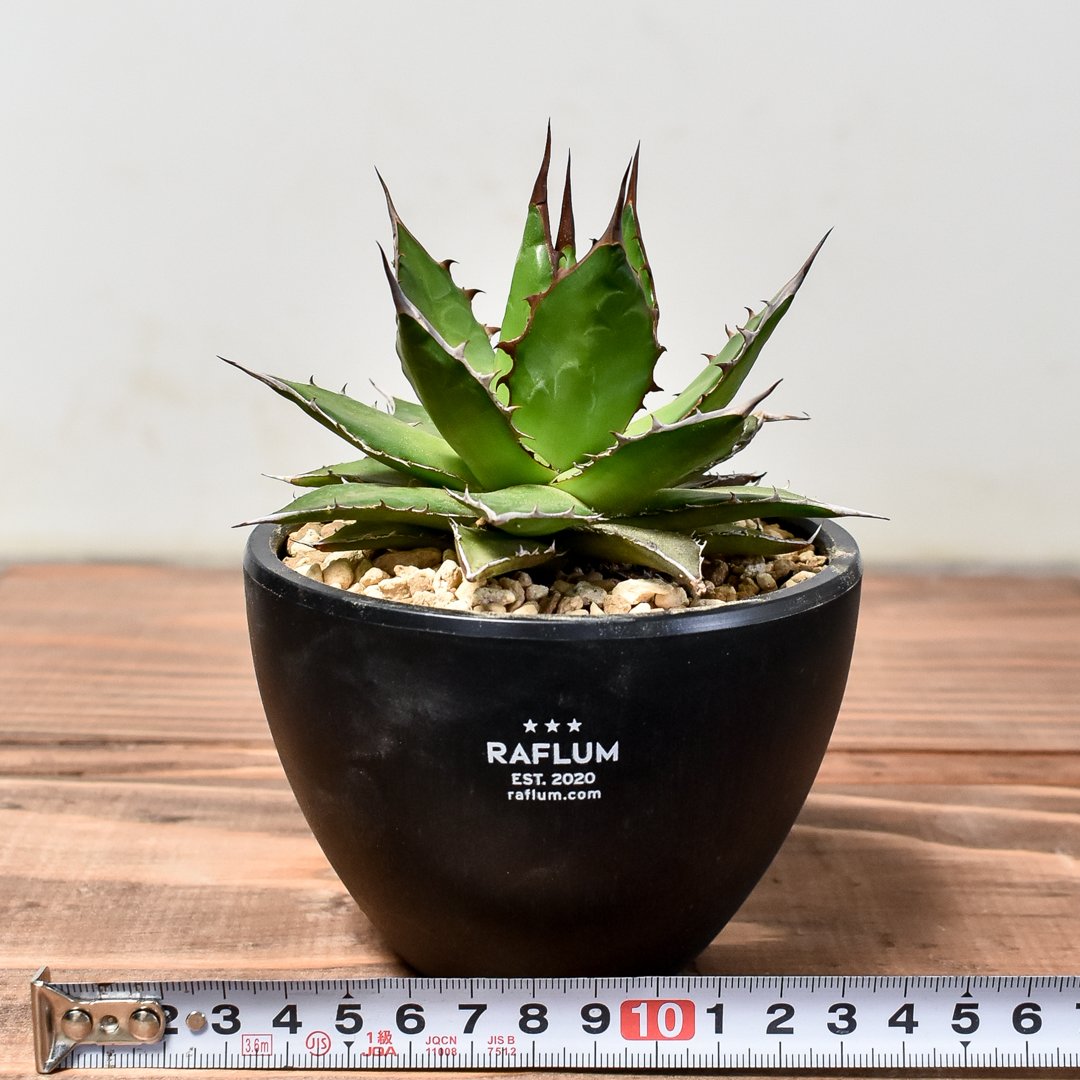 ホリダ ボールタイプ【m&m】【MASSES】【発根済】アガベ アガベ ホリダ