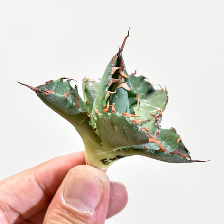 アガベユタエンシスエボリスピナ | STORES