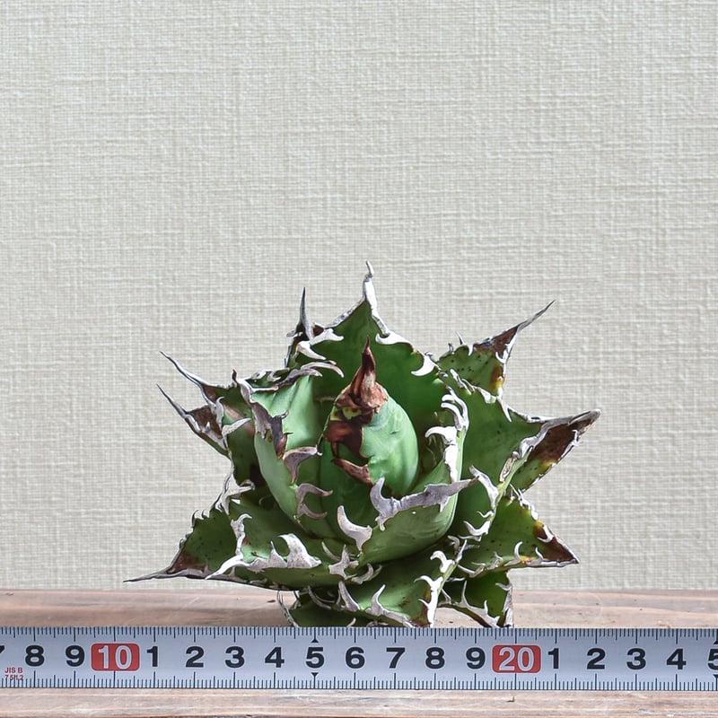 アガベ チタノタ 獵豹/チーター(子株付き) Berlin産 01 台湾 Agave titanota cheater 獵豹チーター cho産 | Pay ID