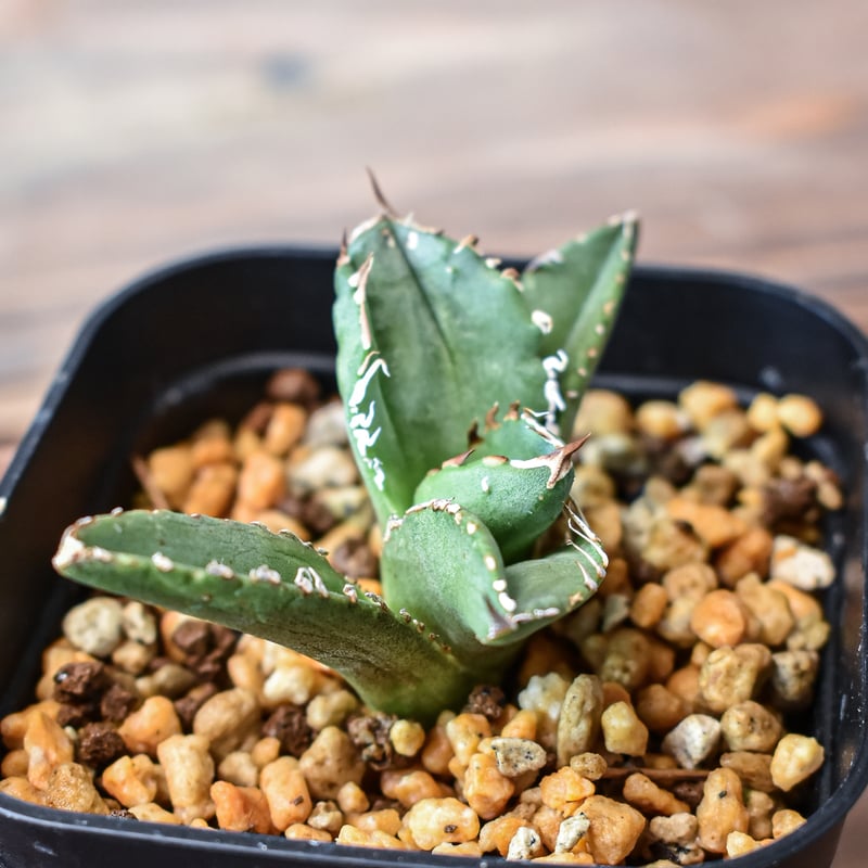 【大きめ子株②】チタノタ Lize産 皇冠 検）ブツブツ、スタッズ、麻花龍、冰雹 アガベ・チタノタ 皇冠(台湾Lize産)-004｜agave titanota Crown |