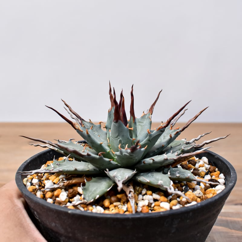 アガベ Dennis hybrid 妖炎X甲妖 /エボリスピナ×（イシスメンシス