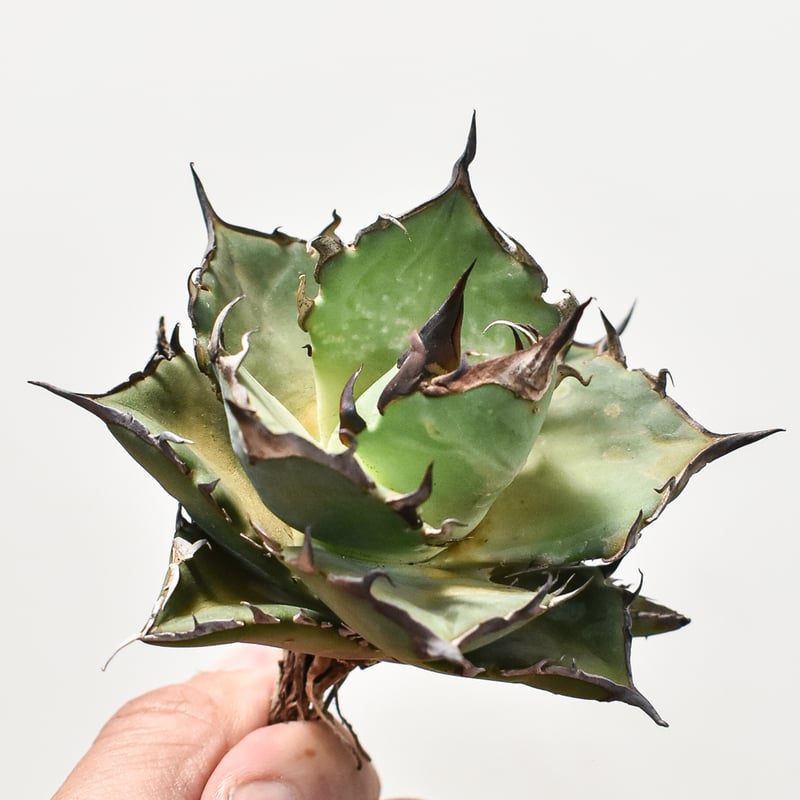 アガベ チタノタ ハデス / 黒帝斯、恐竜牙歯 【台湾 dragon agave産/TC