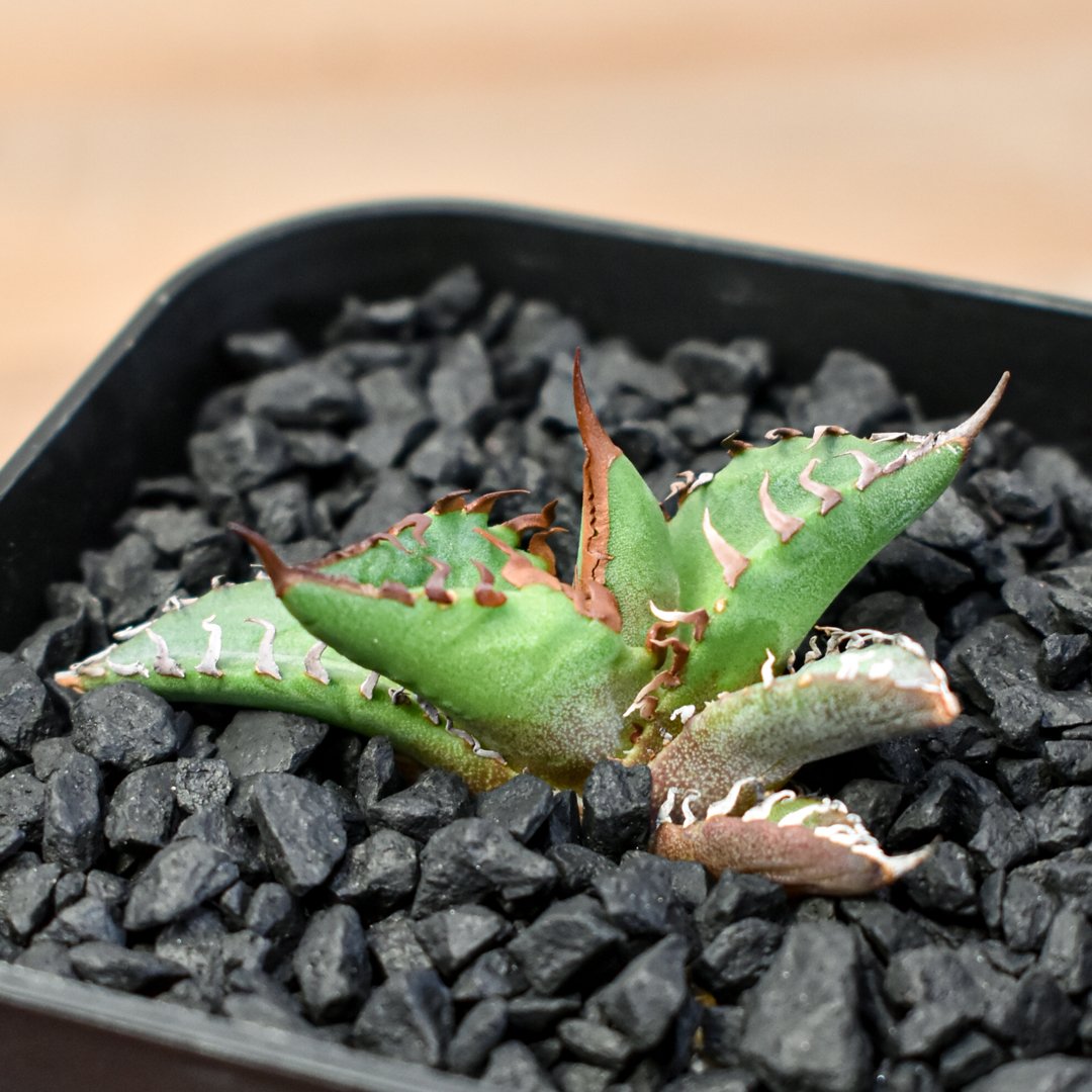 初出し 希少株 アガベ ハイブリッド チタノタ × ホリダ '水の通り道