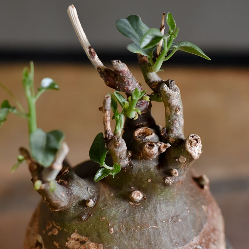 最終値下げ！アデニアスピノーサ　現地株 fit=scale-down,w=1200