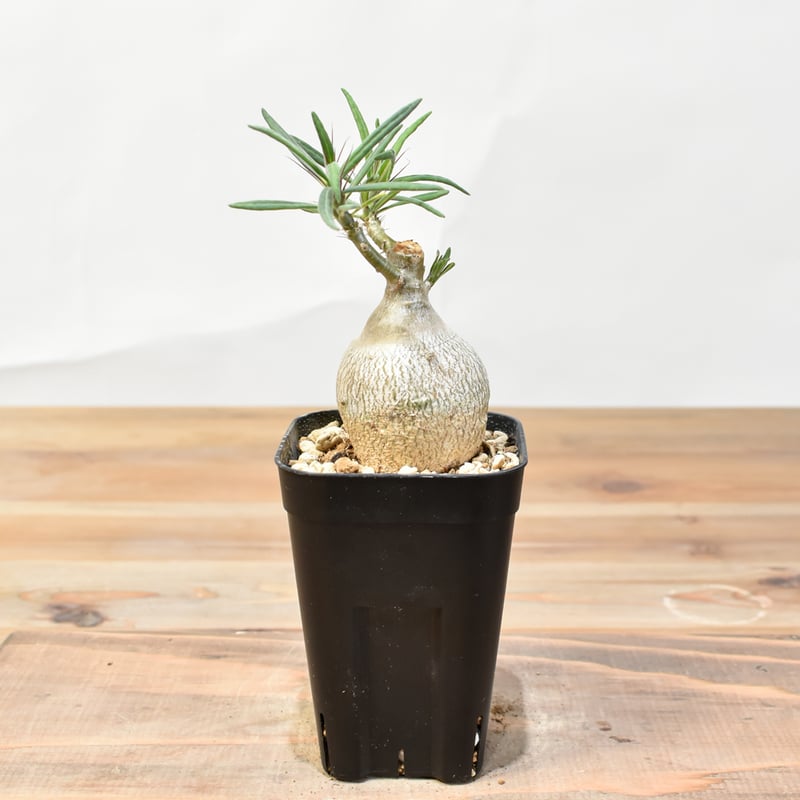 パキポディウム ビスピノーサム 発根済 【公式通販】