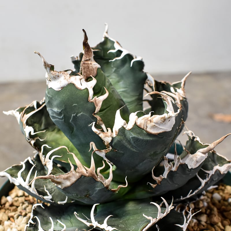 RAFLUMコレクション】アガベ チタノタ 