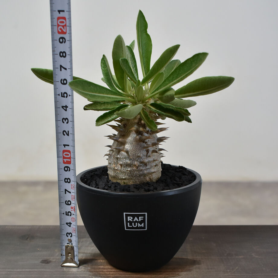 パキポディウム・デンシカウレ 