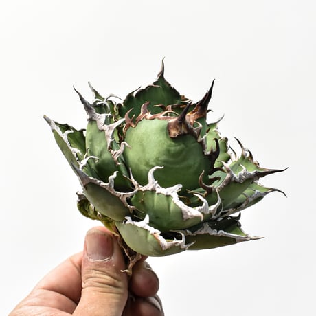 アガベ チタノタ 精品シーザー / 精品凱撒  【台湾 dragon agave産/中株/抜き苗】C101