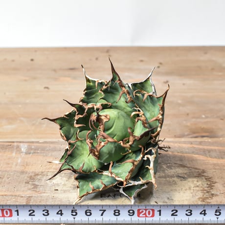 アガベ チタノタ 精品シーザー / 精品凱撒  【台湾 dragon agave産/中株/抜き苗】A74