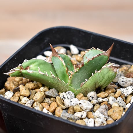 CATEGORY アガベ チタノタ 