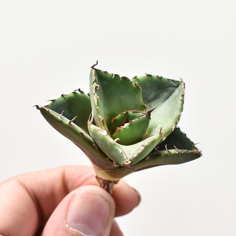 アガベ チタノタ 