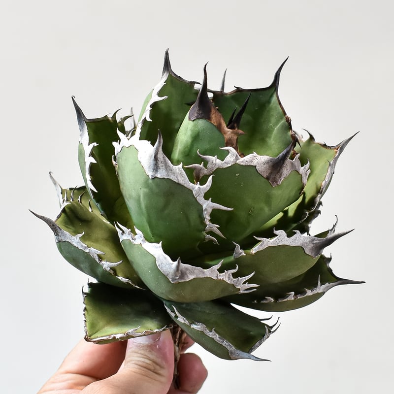 アガベ チタノタ シャークソード 