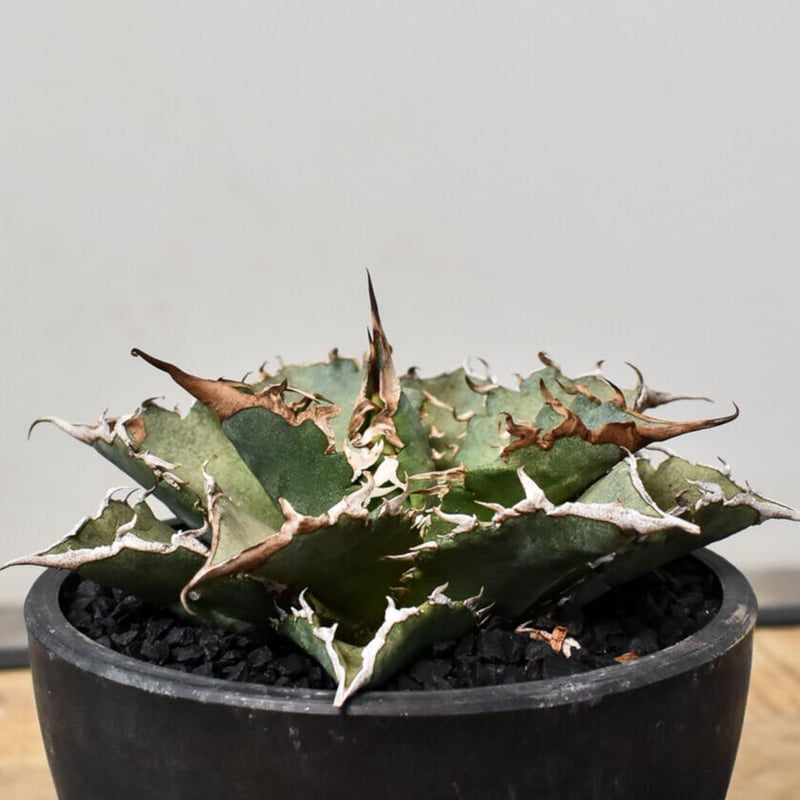 アガベ チタノタ 