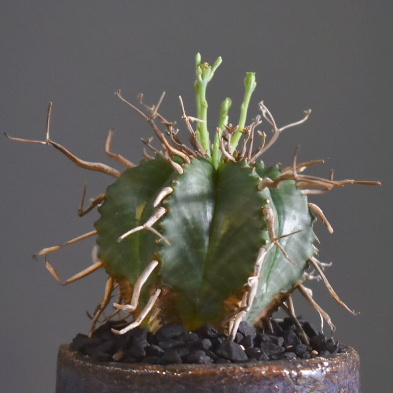 ユーフォルビア・バリダ（万代）【サボテンのような容姿から枝が多数