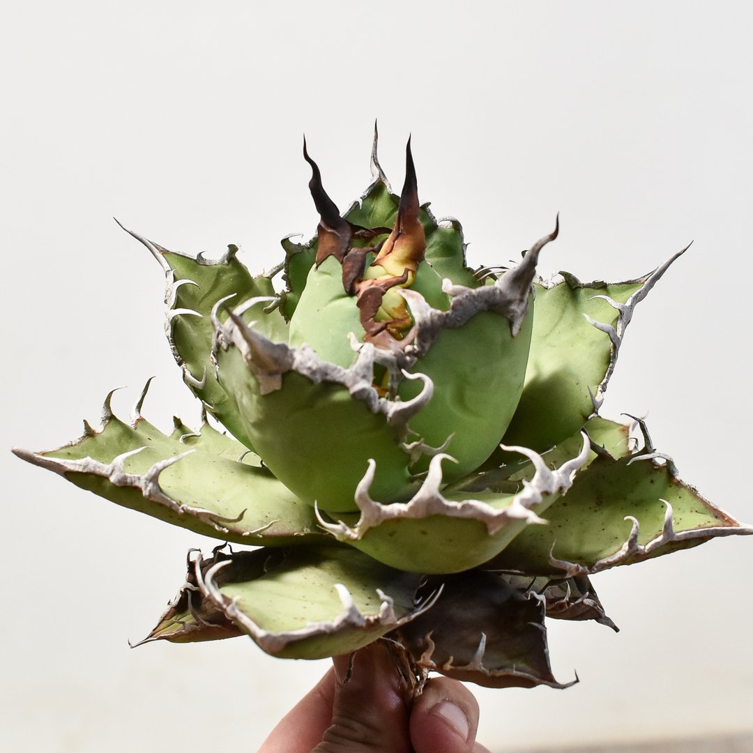 アガベ チタノタ シーザー / 凱撒 【台湾産/中株/抜き苗】B DG2400575